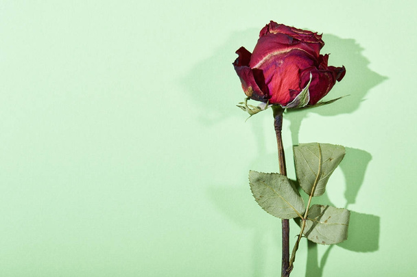 Rosa roja seca sobre fondo verde, concepto de San Valentín mínimo
 - Foto, imagen