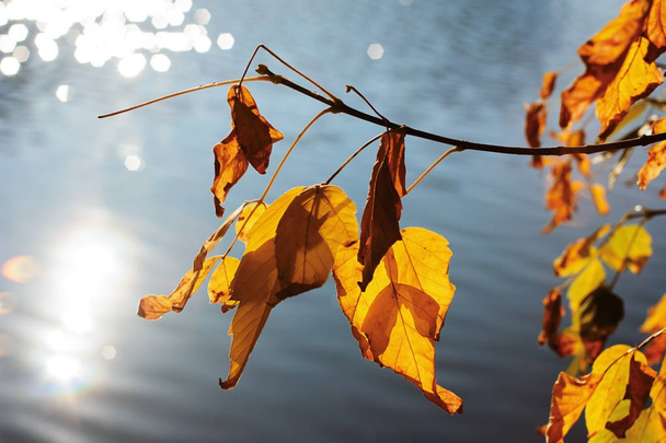 Hojas de fresno amarillo. Rama con follaje dorado sobre el agua. Mañana soleada de otoño
 - Foto, imagen