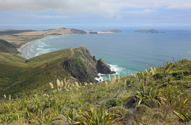 Na szlaku z Cape latarnia, Nowa Zelandia - Zdjęcie, obraz