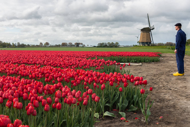 Farmer ispezionare i suoi tulipani di fronte a un mulino a vento
 - Foto, immagini