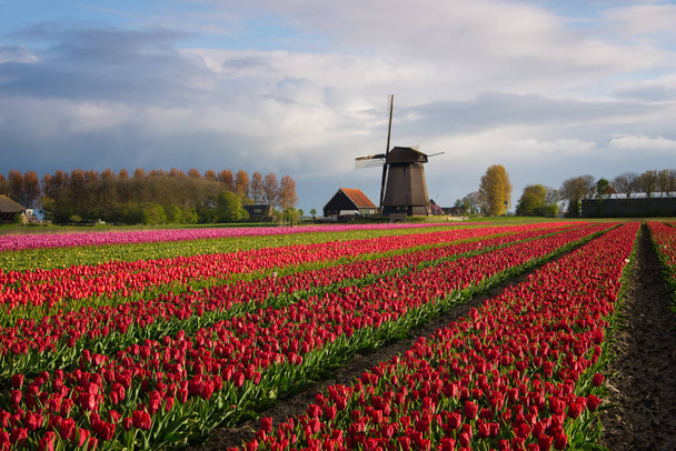 Fileiras coloridas de tulipas na frente de um moinho de vento
 - Foto, Imagem