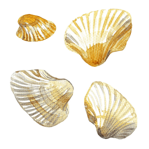 Shell painted watercolor background . - Photo, Image