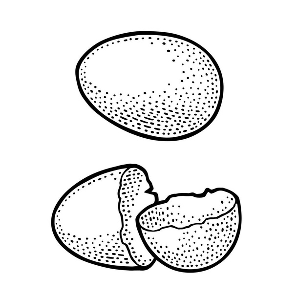 Broken Egg shell. Vintage black engraving illustration - Vektör, Görsel
