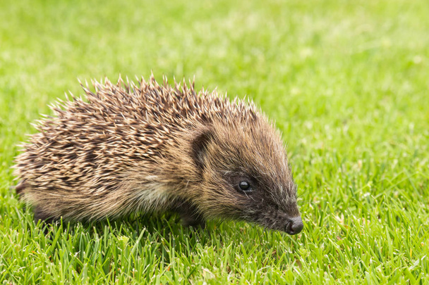 young European hedgehog - Erinaceus europaeus - Photo, Image