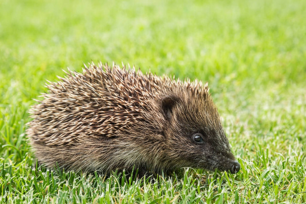 hedgehog europeo joven que busca alimento en la hierba en el jardín
 - Foto, Imagen