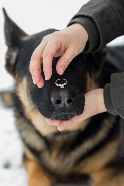 Обручка збалансовані на носі собака - Фото, зображення