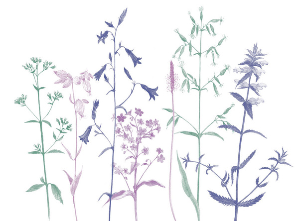 watercolor drawing flowers and plants - Fotoğraf, Görsel