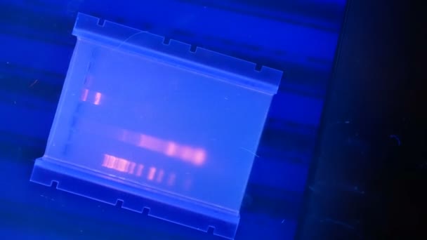 DNA σε ένα πήκτωμα αγαρόζης στο υπεριώδες - Πλάνα, βίντεο