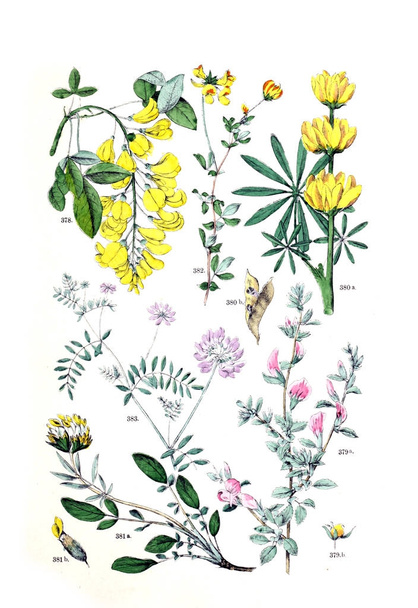 植物のイラスト。論集アトラス nach dem Linne'schen システム 1881 - 写真・画像