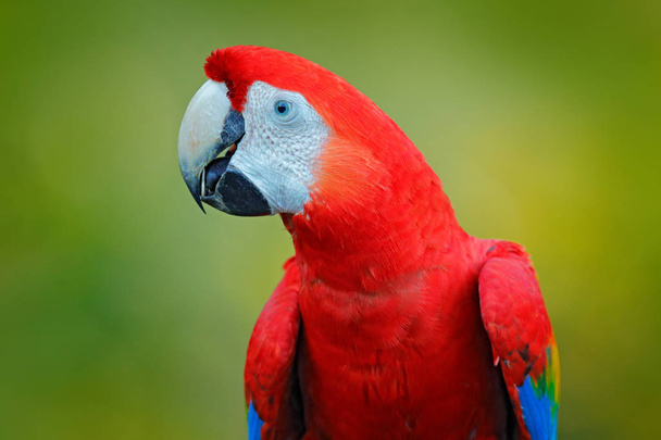 Scarlet Ara, Makau Ara, ptak siedzący na gałęzi, Kostaryka. Dzikość sceny z zwrotnik las natura. Piękne papuga w lesie, siedlisko przyrody. Letni dzień z ARA. Duży czerwony papuga, portret. - Zdjęcie, obraz
