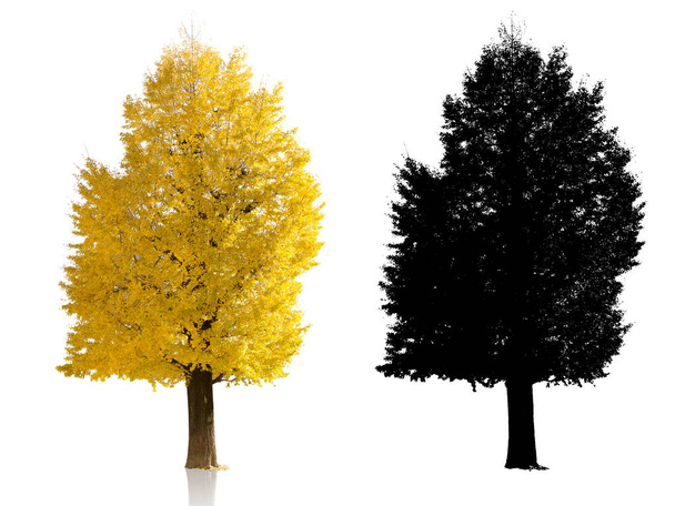 golden japan ginkgo tree on white background autumn season alpha shadow - Foto, imagen