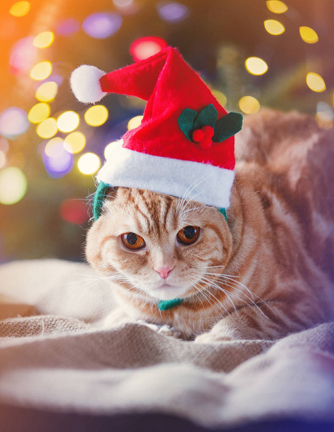 クリスマスの時の衣装で子猫. - 写真・画像