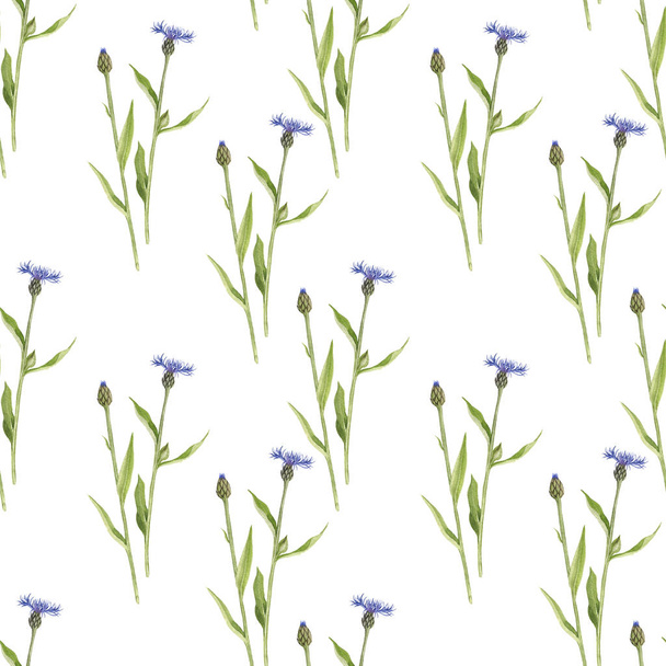 Seamless pattern with watercolor drawing cornflowers - Photo, Image