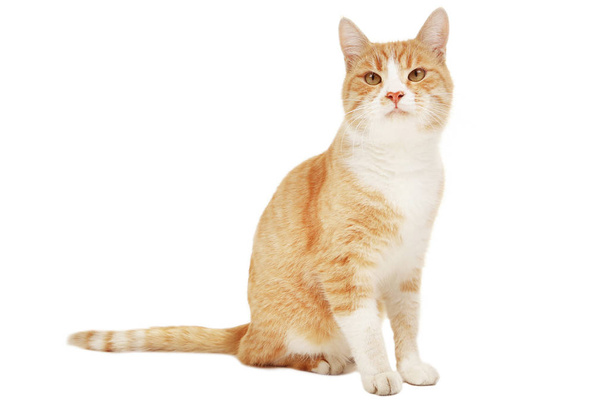 Ginger cat on white  - Φωτογραφία, εικόνα