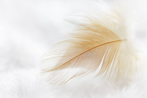 White and orange feather texture background - Photo, Image