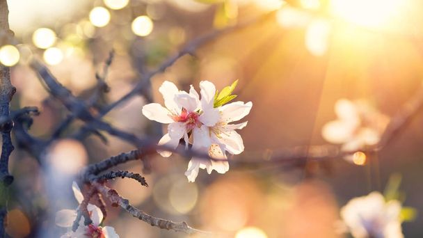 gün batımında güneş ışınları badem ağacı çiçek - Fotoğraf, Görsel