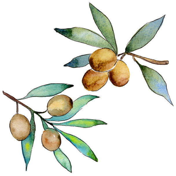 Olive tree in a watercolor style isolated. - 写真・画像