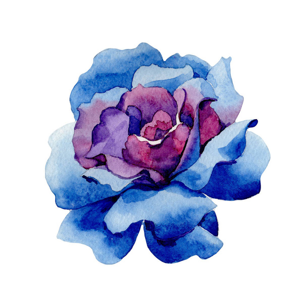 Wildflower blue rose flower in a watercolor style isolated. - Fotoğraf, Görsel