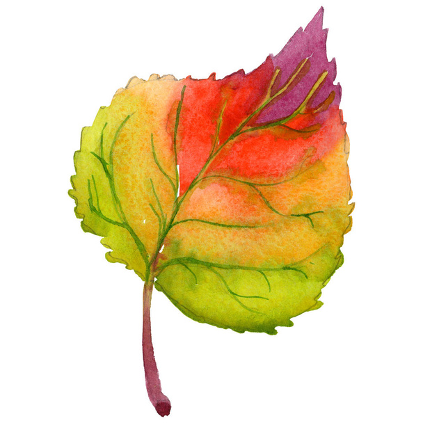 Autumn leaf of poplar in a hand-drawn watercolor style isolated. - Photo, Image