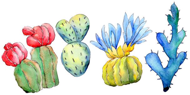 Wildflower cactus in a watercolor style isolated. - Foto, immagini