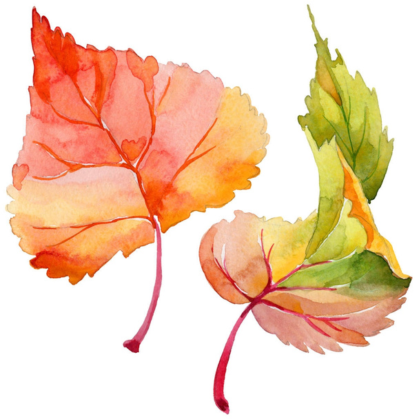 分離された手描き水彩画のポプラの秋の葉. - 写真・画像