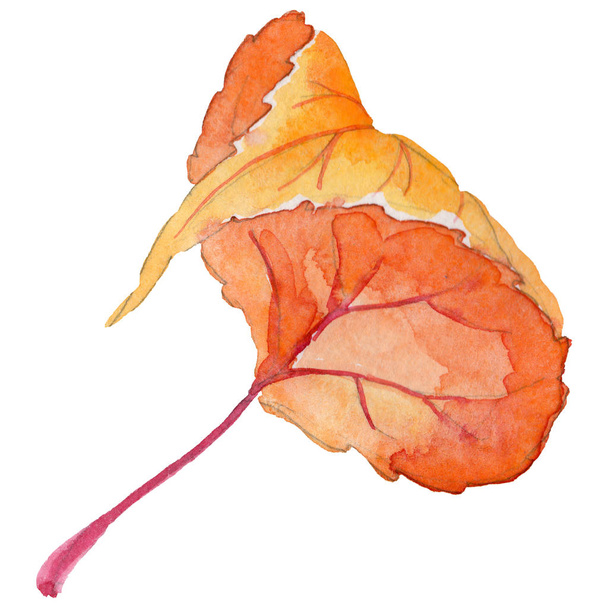 Herfstblad populieren in een geïsoleerd handgetekende aquarel stijl. - Foto, afbeelding