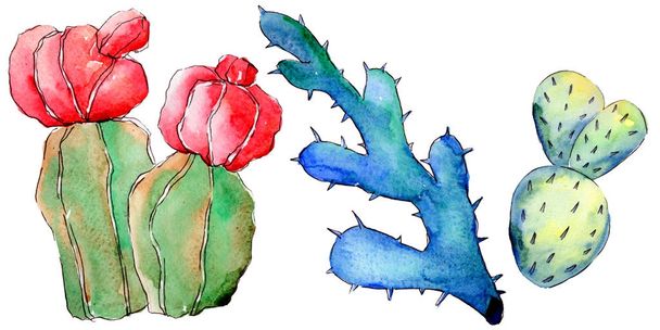 Cactus di fiori selvatici in stile acquerello isolato
. - Foto, immagini