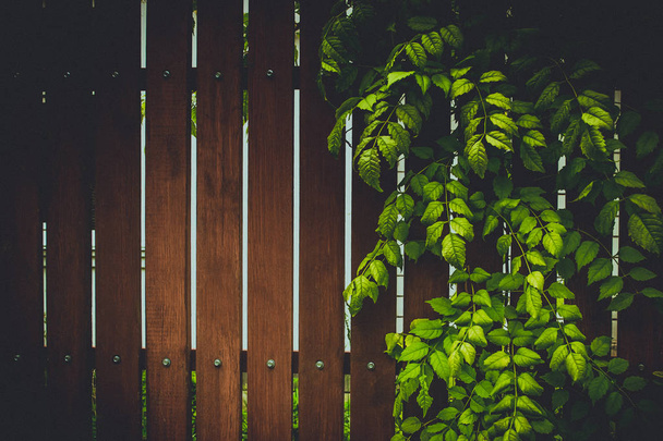 夏の間の裏庭の庭。カスケードの緑とアンティークの素朴なミント グリーン木製のフェンス。ツタはフレームと竹パネル。緑の葉と自然な木製の背景。素朴な質感. - 写真・画像