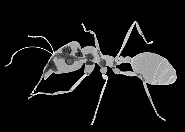 μυρμήγκι σε σύρμα σκελετό - Φωτογραφία, εικόνα