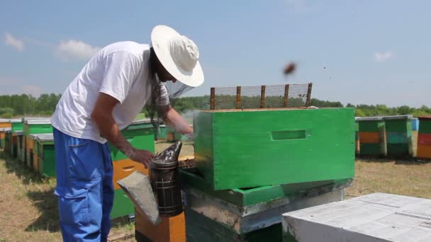 Apiarista, apicultor está verificando abelhas no quadro de madeiraApicultor está tirando o favo de mel no quadro de madeira para controlar a situação na colônia de abelhas
. - Filmagem, Vídeo