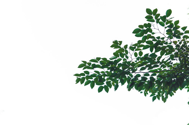 Green leaves on a white background.vintage tone - Photo, Image