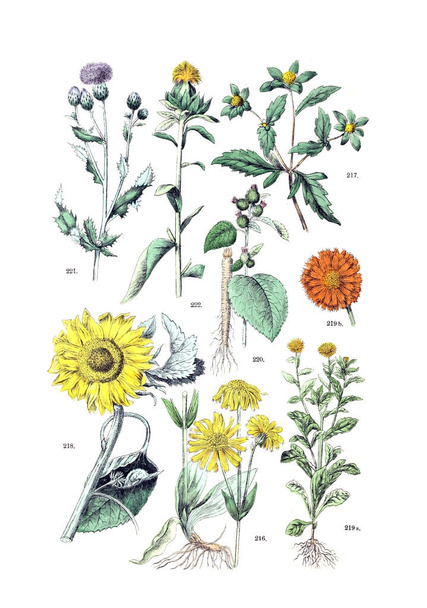 Illustration of the plant.  Botanischer bilder-atlas nach De Candolle's Naturlichem pflanzensystem 1884 - Photo, Image
