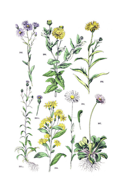 植物のイラスト。植物園 bilder アトラス nach De Candolle の Naturlichem pflanzensystem 1884 - 写真・画像