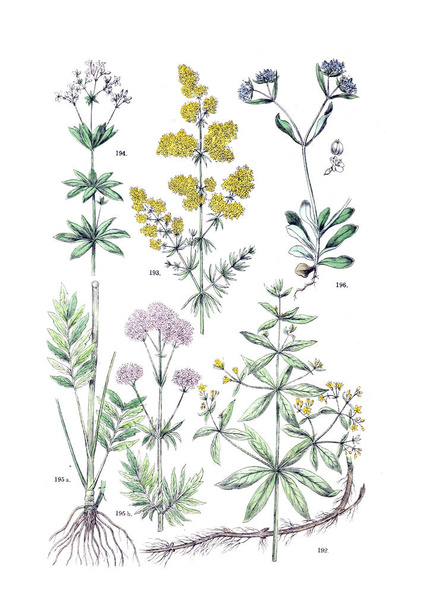 Ábra a növény. Botanischer bilder-atlasz nach De Candolle botanikus Naturlichem pflanzensystem 1884-ben - Fotó, kép
