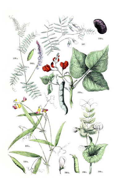 Bitki çizimi. Botanischer bilder-atlas nach De Candolle'nın Naturlichem pflanzensystem 1884 - Fotoğraf, Görsel