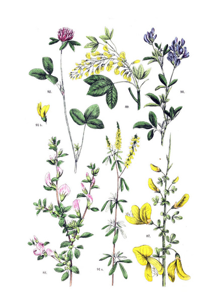 Ábra a növény. Botanischer bilder-atlasz nach De Candolle botanikus Naturlichem pflanzensystem 1884-ben - Fotó, kép