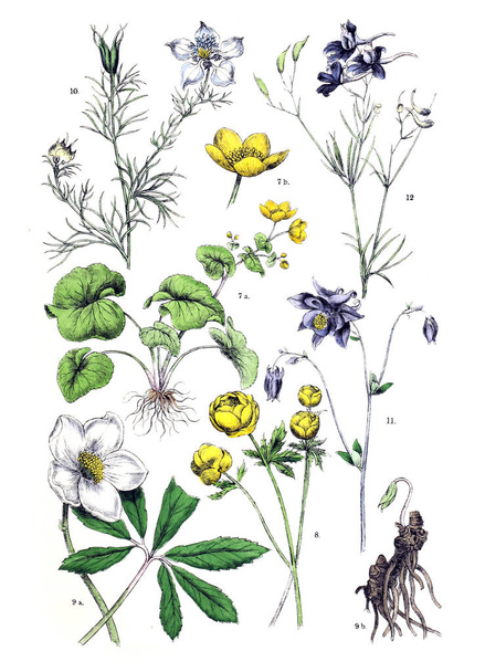 Illustratie van de plant. Botanischer bilder-atlas nach De Candolle Naturlichem pflanzensystem 1884 - Foto, afbeelding