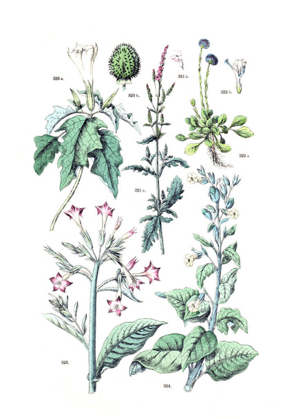 Bitki çizimi. Botanischer bilder-atlas nach De Candolle'nın Naturlichem pflanzensystem 1884 - Fotoğraf, Görsel