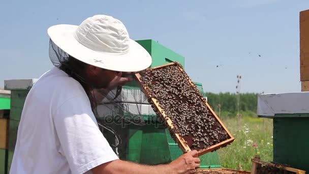 Apiarista, apicultor está verificando abelhas no quadro de madeira do favo de mel. Apicultor está tirando o favo de mel no quadro de madeira para controlar a situação na colônia de abelhas
. - Filmagem, Vídeo