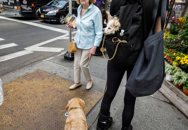Koirat New Yorkissa
 - Valokuva, kuva