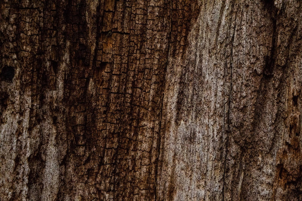 Textura de corteza de roble, fondo de madera
 - Foto, Imagen