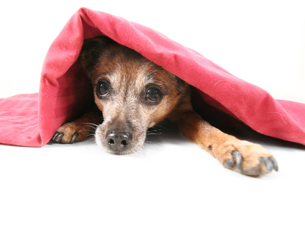 a chihuahua mix dog under a red blanket - Foto, Bild