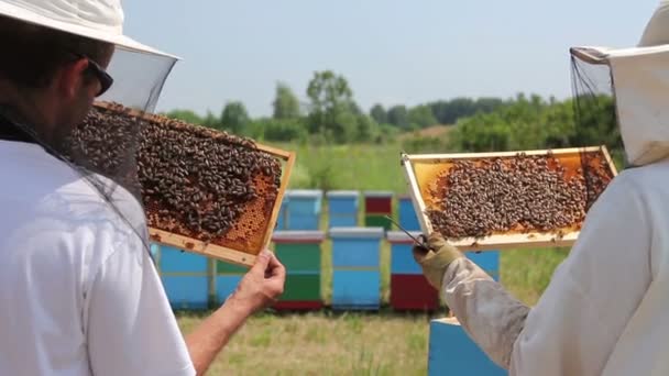 Dois apiaristas, apicultores estão verificando abelhas no quadro de madeira do favo de mel. Apicultores estão tirando o favo de mel no quadro de madeira para controlar a situação na colônia de abelhas.
. - Filmagem, Vídeo