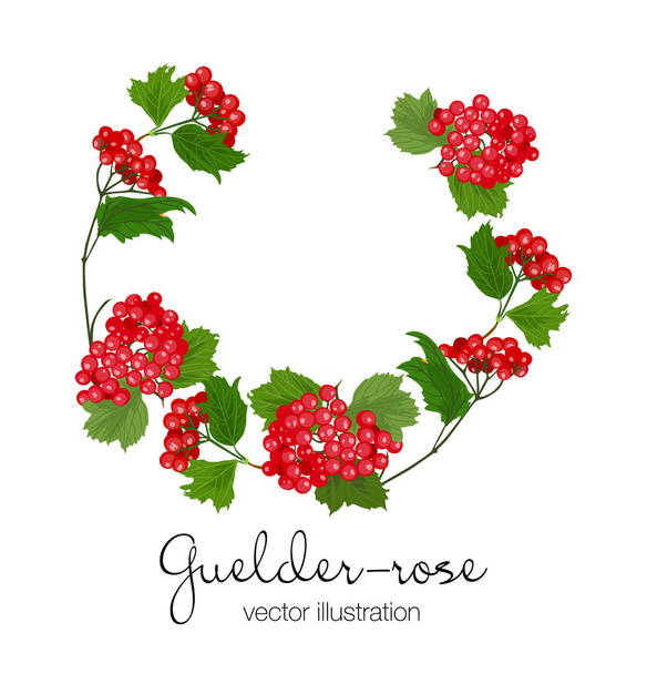 Vector illustration of guelder-rose branches on white background - Vektör, Görsel