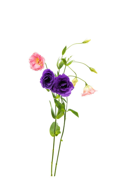 elszigetelt eustoma virágok  - Fotó, kép