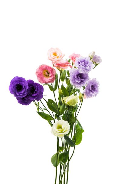 Eustoma kukat eristetty
  - Valokuva, kuva