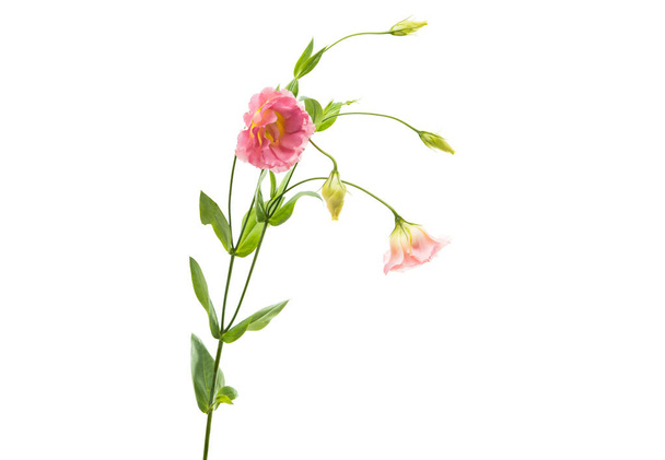 flores de eustoma aisladas
  - Foto, imagen