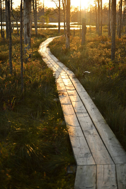 Forest trail in the reserve - Zdjęcie, obraz