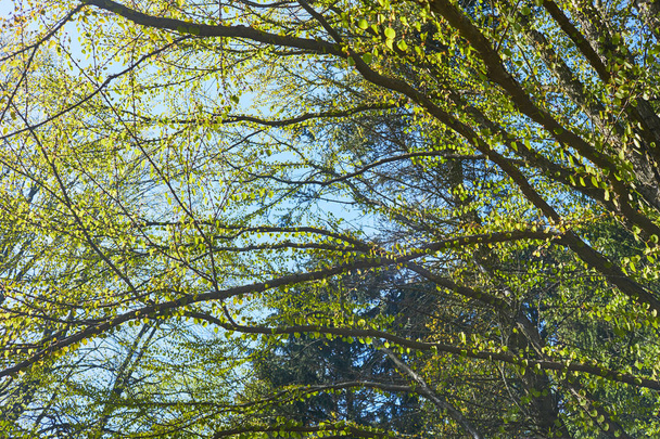 晴れた日に緑の葉を持つツリー ブランチの表示  - 写真・画像