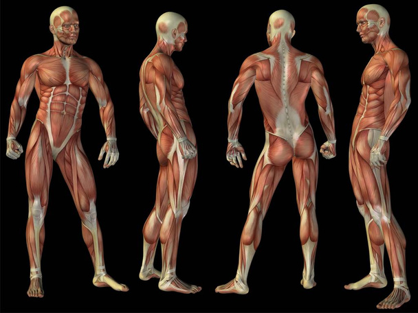 Hoge resolutie concept of conceptuele mens of 3d anatomie lichaam van man met spier geïsoleerd op zwarte achtergrond als metafoor voor geneeskunde, sport, mannelijke, gespierd, medische, gezondheid, biologie of fitness groep of set - Foto, afbeelding